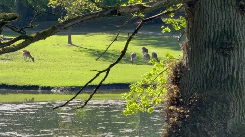 Wild atmosphere, A group of young Fallow Deer in the woodland, spotted deer in t Stock Footage 311025901