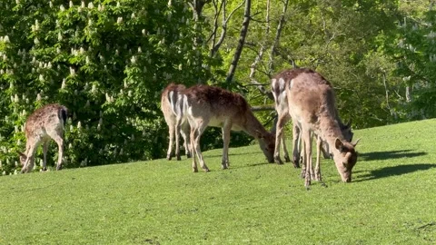 Wild atmosphere, A group of young Fallow Deer in the woodland, spotted deer in t Stock Footage 312637270