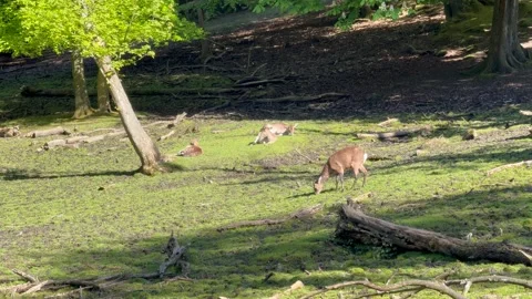 Wild atmosphere, A group of young Fallow Deer in the woodland, spotted deer in t Stock Footage 313227891