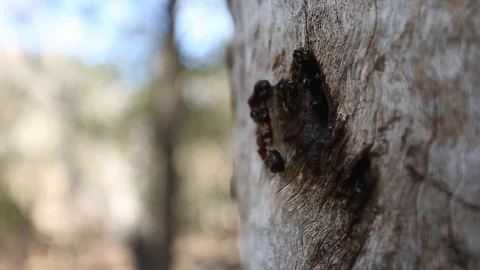 Wild Australian native bees inside a dead tree. Entrance guards, foraging Stock Footage 120600675