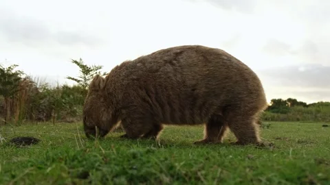 Wild australian wombat eating grass Stock Footage 242559766