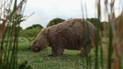 Wild australian wombat eating grass Stock Footage 242560477