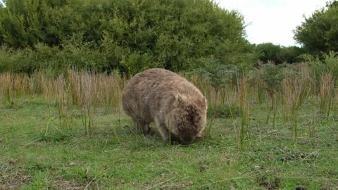 Wild australian wombat eating grass Stock Footage 242560501