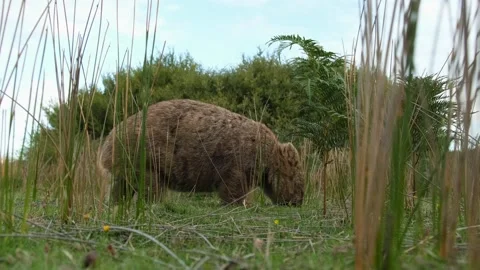 Wild australian wombat eating grass Stock Footage 242560522