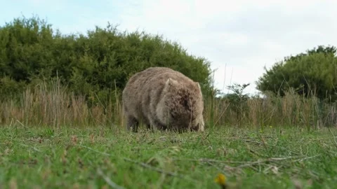 Wild australian wombat eating grass Stock Footage 242560543