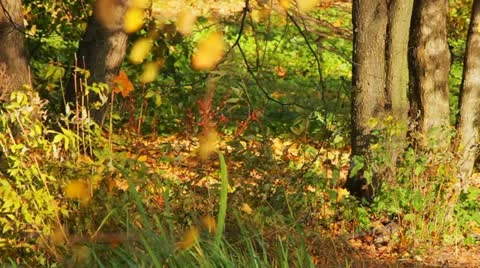 Wild autumn forest Stock Footage 11105449