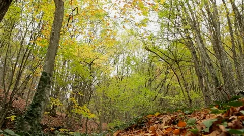 Wild Autumn Forest Stock-Footage 52560504