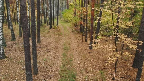 Wild autumn forest. Stock Footage 118491916