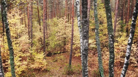 Wild autumn forest. Stock Footage 118492128