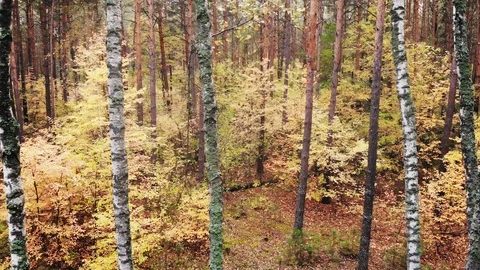 Wild autumn forest. Stock Footage 118492524