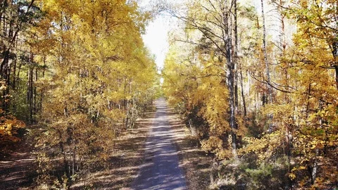 Wild autumn forest. Stock Footage 118493859