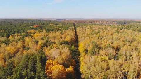 Wild autumn forest. Stock Footage 118494021