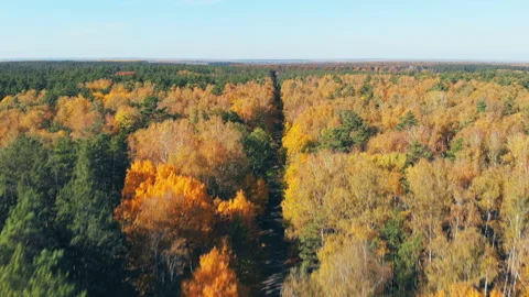 Wild autumn forest. Stock Footage 118494077