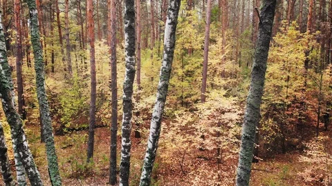 Wild autumn forest. Stock Footage 119102018