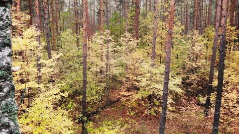 Wild autumn forest. Stock Footage 119102879