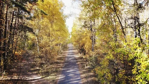 Wild autumn forest. Stock Footage 119104461