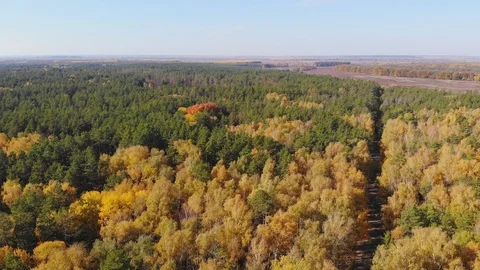 Wild autumn forest. Stock Footage 119104631