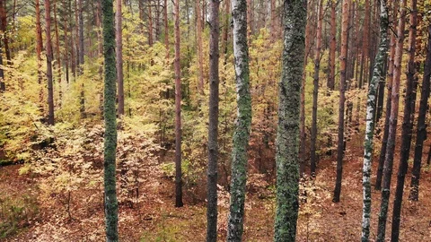 Wild autumn forest. Stock Footage 119863453