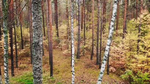 Wild autumn forest. Stock Footage 119864612