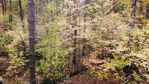 Wild autumn forest. Stock Footage 119865998