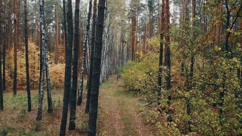 Wild autumn forest. Stock Footage 119901015