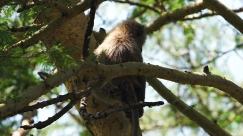 Wild Baboon Finds Solace High in Kenya's Lake Nakuru Tree Vídeos de archivo 344605767