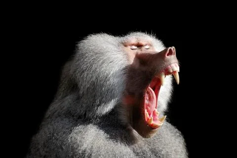 Wild baboon Stock Photos