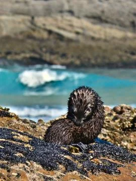Wild Baby Seal Taking Care of its Fur at Wharariki Beach, New Zealand Stock Photos