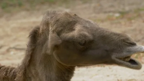 Wild Bactrian camel (Camelus ferus) grin - ungraded footage Video stock 78055129