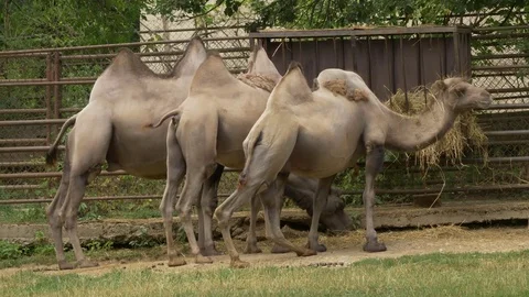 Wild Bactrian camel (Camelus ferus) eating hay - ungraded footage Video stock 78055306