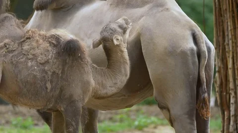 Wild Bactrian camel (Camelus ferus) calf sucking milk- ungraded footage Vídeo Stock 78085563