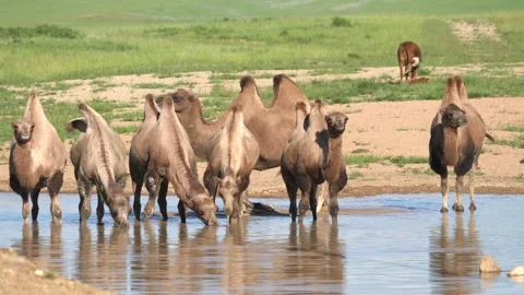 Wild Bactrian camel herd drinks from a small lake - Open Plains and Desert Pool 動画素材 339716158