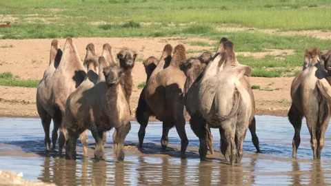 Wild Bactrian camel herd drinks from a small lake - Open Plains and Steppe Pool 動画素材 339716264