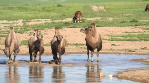 Wild Bactrian camel herd drinks from a small lake - Remote Land and Desert Pool 動画素材 339716292