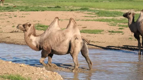 Wild Bactrian camel herd drinks from a small lake - Desert Pool and Fresh Water 動画素材 339716440