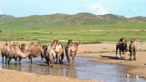 Wild Bactrian camel herd drinks from a small lake - Remote Land and Steppe Pool 動画素材 339716484