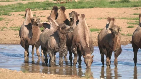 Wild Bactrian camel herd drinks from a small lake - Steppe Pool and Fresh Water 動画素材 339716500