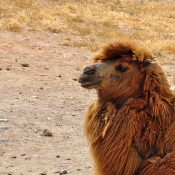 Wild bactrian camel Foto stock
