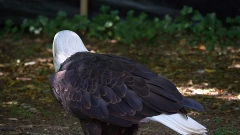 Wild bald eagle in captivity turning head. Close up shot. Stock Footage 113121984
