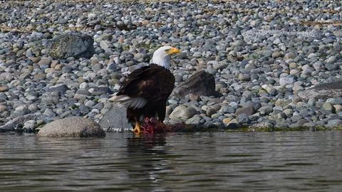 Wild bald eagle with carrion at waters edge Foto stock