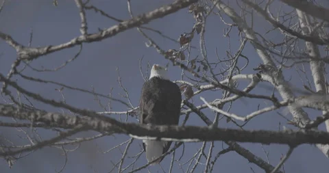 Wild Bald eagle Video stock 223993871