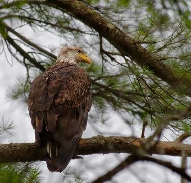 Wild Bald Eagle perched on a branch Stock Photos