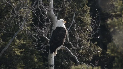 Wild Bald Eagle perched in a tree - stretches his leg and talons Stock Footage 105638936
