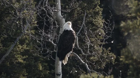 Wild Bald Eagle perched in a tree - Grooms his feathers Stock-Footage 105646556