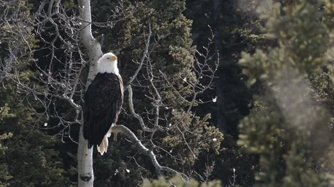 Wild Bald Eagle perched in a tree - Looks back and forth Stock-Footage 105651780