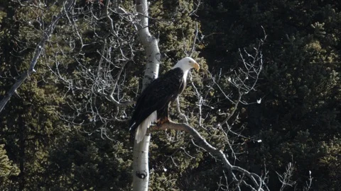 Wild Bald Eagle Slow Motion Takeoff - 120p Stock Footage 105656375