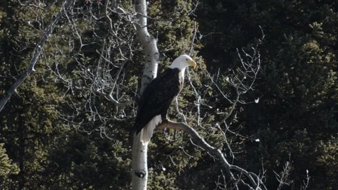 Wild Bald Eagle Slow Motion Takeoff - 60p Stock Footage 105660041