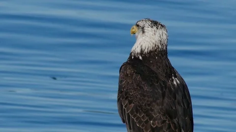 A wild bald eagle by the water Stock Footage 88488788