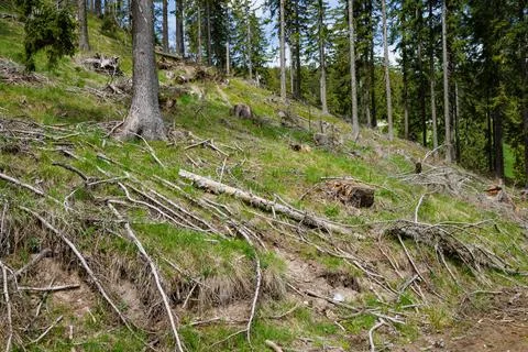 Wild bald empty forest with cut dry spruce trees and scattered abandoned brok Stock-Fotos