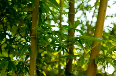 Wild bamboo background Stock Photos
